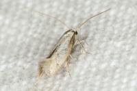 Elachista gormella