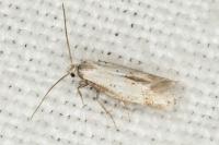 Elachista gormella