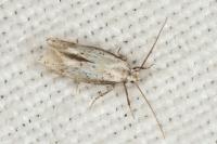 Elachista gormella