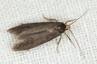 Agnoea josephinae