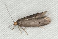 Agnoea josephinae