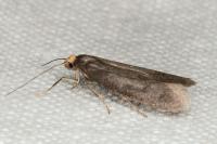Agnoea josephinae