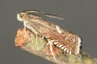 Grapholita lunulana