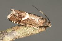 Grapholita lunulana