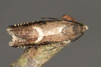 Grapholita lunulana