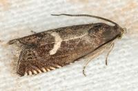 Grapholita lunulana