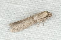 Blastobasis