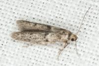 Blastobasis