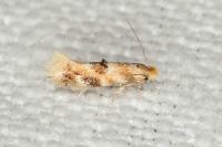 Bucculatrix