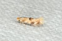 Bucculatrix