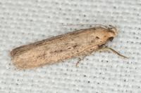 Platyedra subcinerea