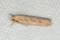 Platyedra subcinerea