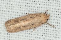 Platyedra subcinerea