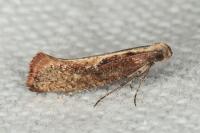 Acrolepiopsis vesperella