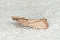 Acrolepiopsis vesperella