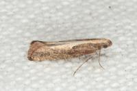 Acrolepiopsis vesperella