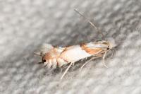 Phyllonorycter roboris