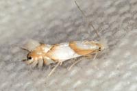 Phyllonorycter roboris