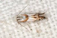 Phyllonorycter roboris
