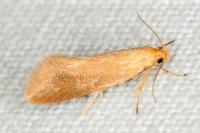 Crassa tinctella