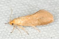 Crassa tinctella