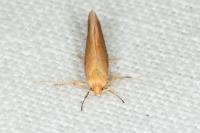 Crassa tinctella