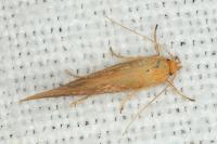 Crassa tinctella