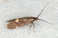 Esperia sulphurella