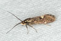 Esperia sulphurella
