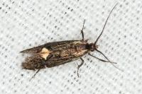 Esperia sulphurella