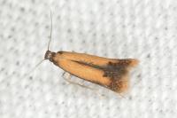 Coptotriche marginea
