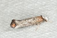 Pseudoswammerdamia combinella