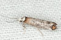 Pseudoswammerdamia combinella