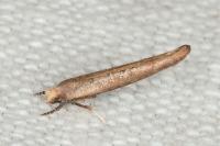 Zelleria hepariella