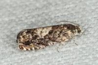 Pammene gallicolana
