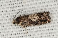 Pammene gallicolana