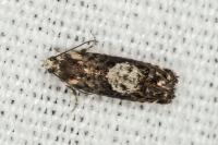 Pammene gallicolana