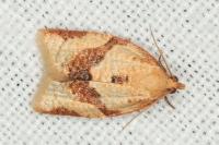 Clepsis consimilana
