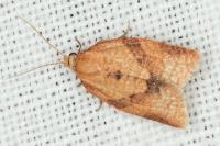 Clepsis consimilana