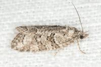 Cnephasia