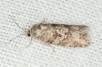 Cnephasia