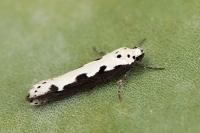 Ethmia bipunctella