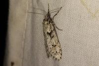 Diurnea fagella