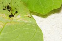 Helcystogramma triannulella