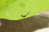 Helcystogramma triannulella