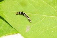 Helcystogramma triannulella