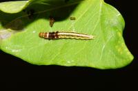 Helcystogramma triannulella