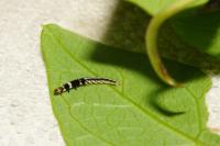 Helcystogramma triannulella