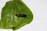 Helcystogramma triannulella