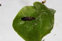 Helcystogramma triannulella